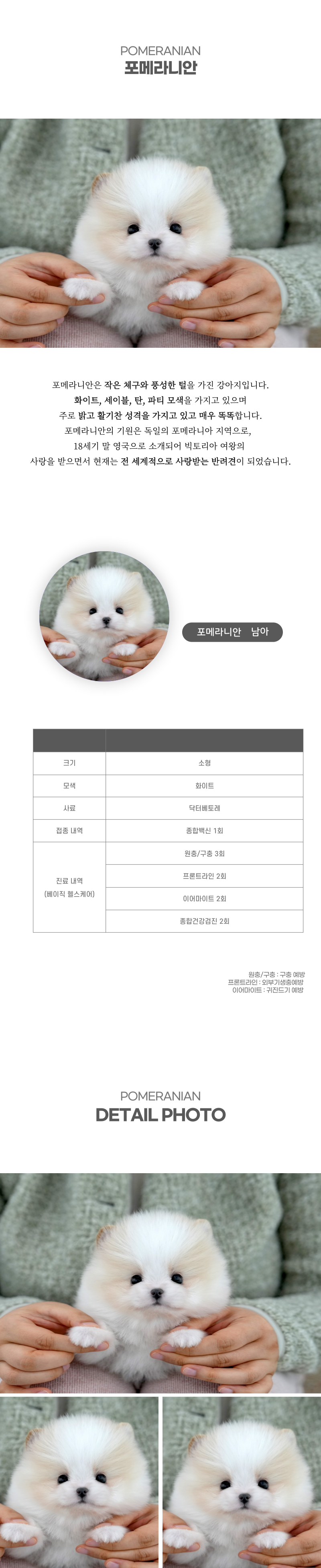 포메라니안_상세이미지_2